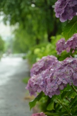 紫陽花のある道
