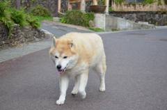急いで何処へいく