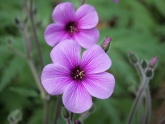 紫のお花