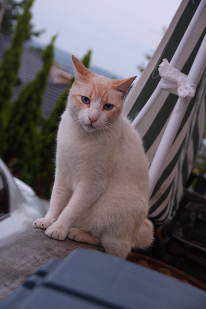 うちに住み着いている野良猫