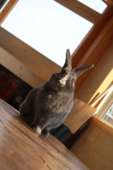 うさぎ