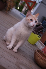 うちに住み着いている野良猫