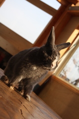 うさぎ