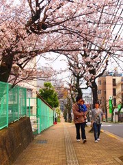 桜のアーチ