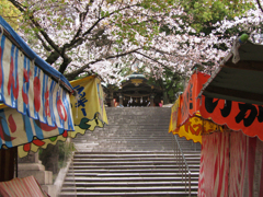 高津の桜