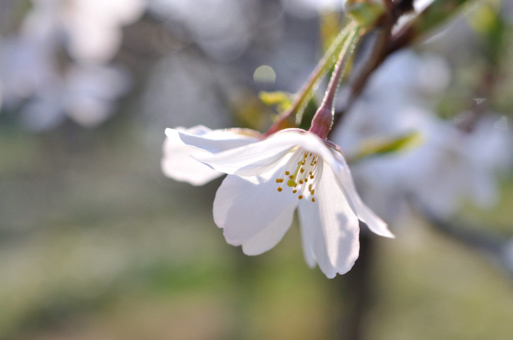 ふたえの桜