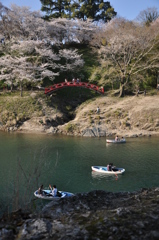 桜