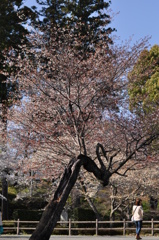 さくら