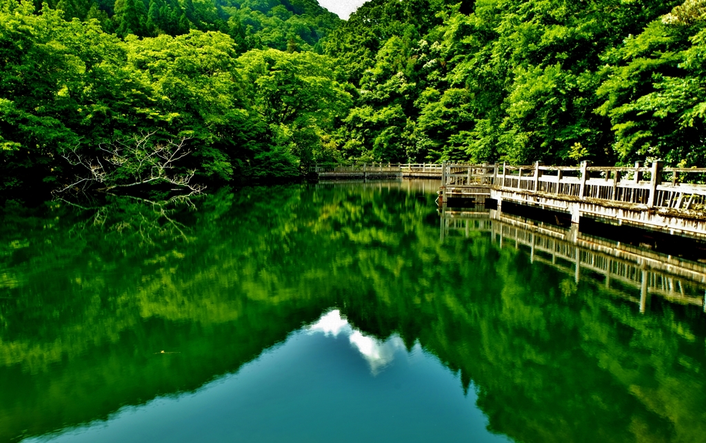 新緑のもみじ池　Ⅰ