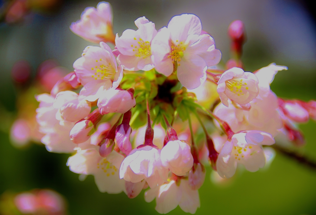 桜花