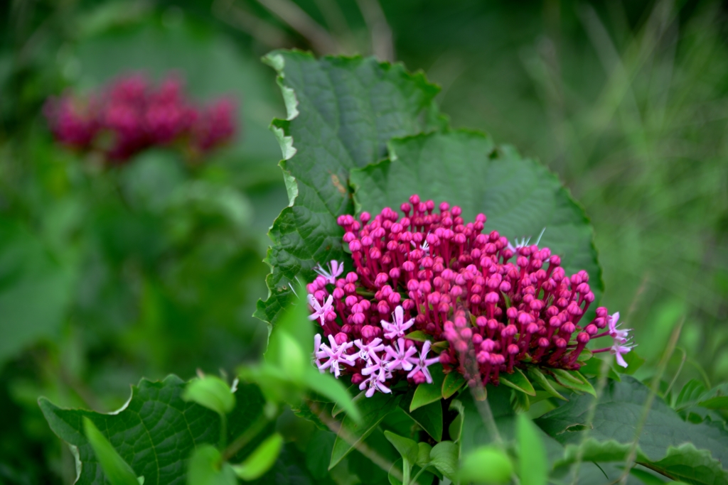 草山丹花