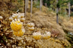 ミツマタの花