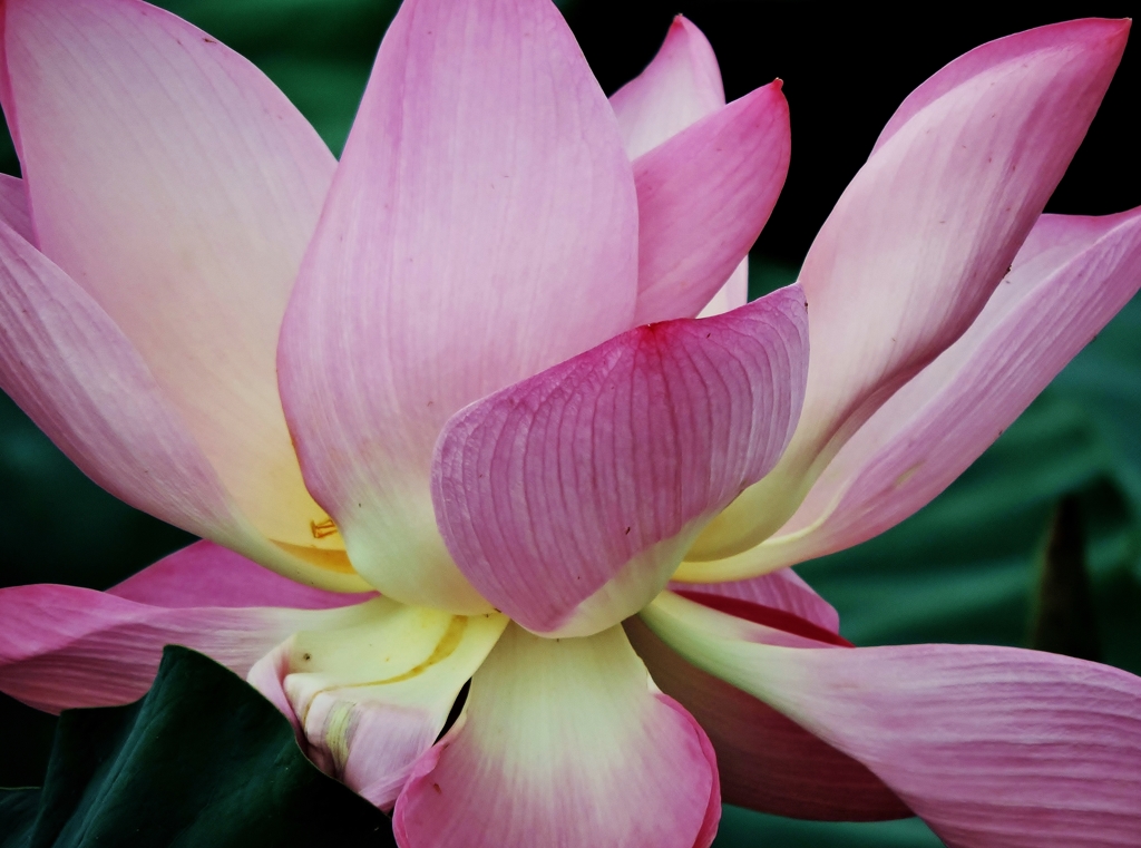 Lotus