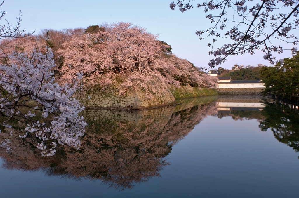 彦根城濠端桜花