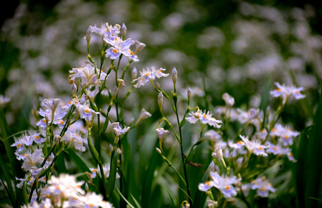 Fringed iris