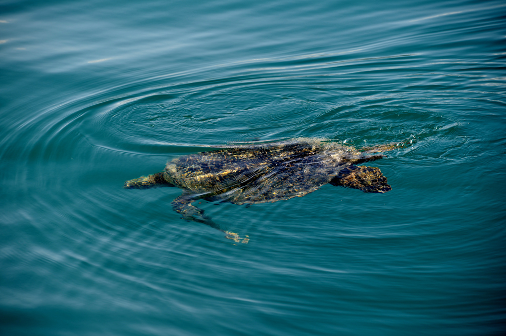 Sea turtle 2-2