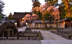 夕光のしだれ桜