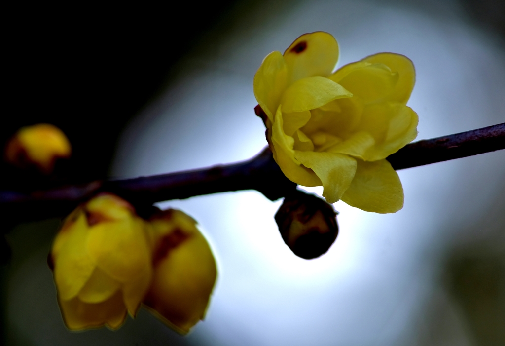 Wax plum（蠟梅）
