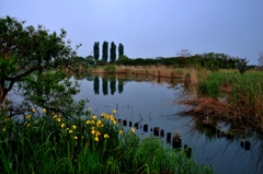 野田沼の朝