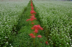 白い蕎麦の花の畦に咲く赤い彼岸花
