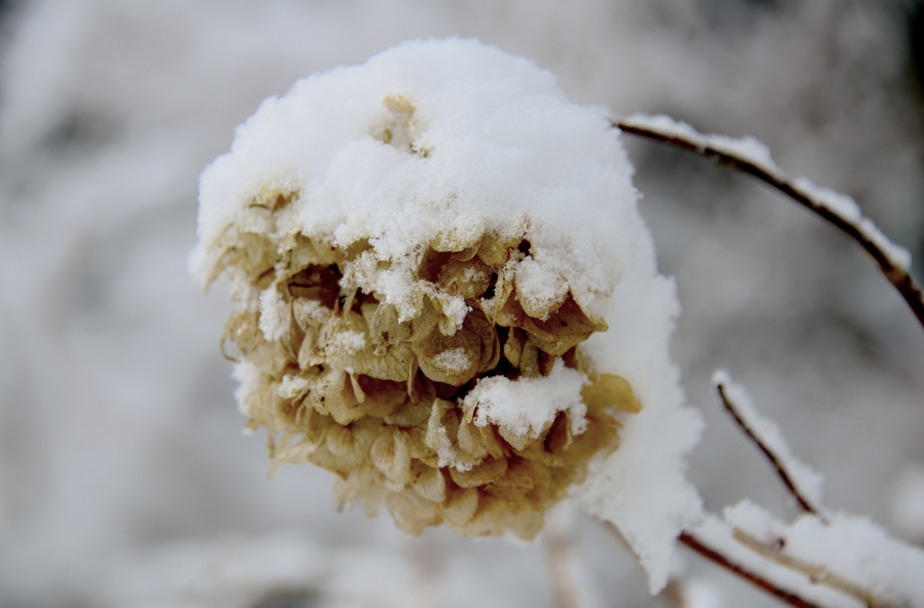 雪中枯れ花