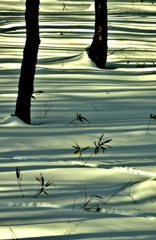 雪原の木影
