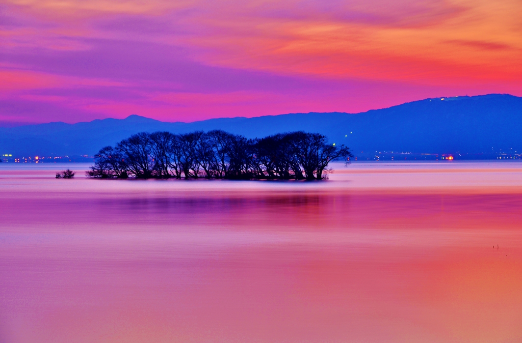 夕幻の水中木