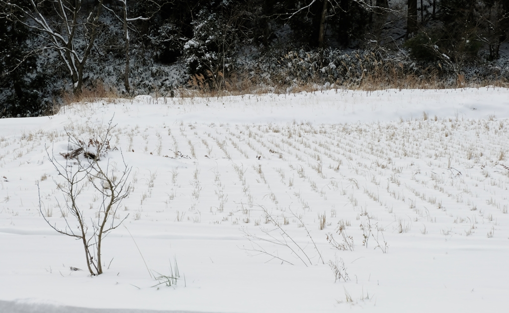 雪田