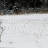 雪田