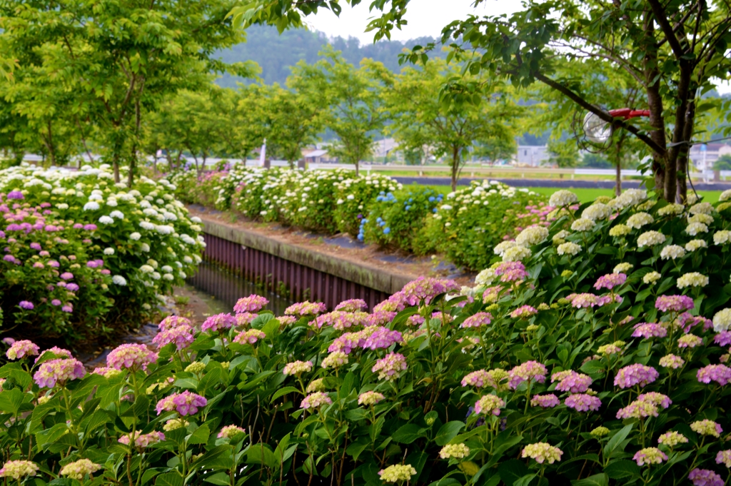 宮荘川あじさい