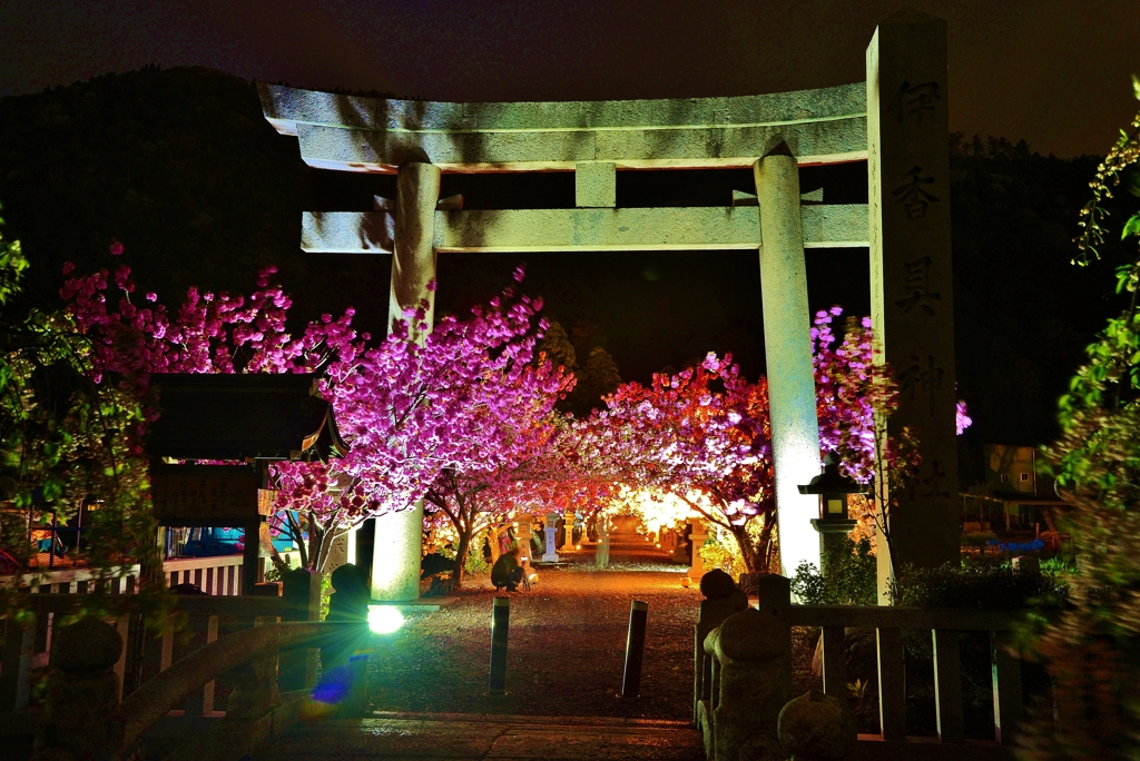伊香具神社八重の夜桜