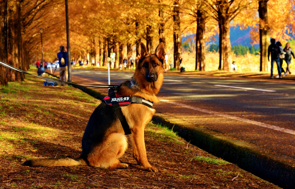 犬も愛でる紅葉並木