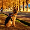 犬も愛でる紅葉並木