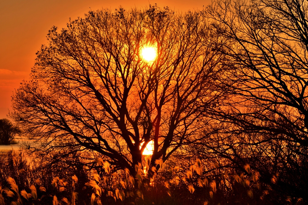 冬枯れ木立の夕日