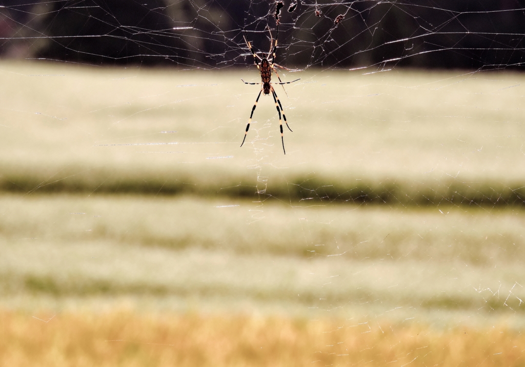 The countryside of spider