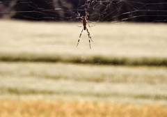 The countryside of spider