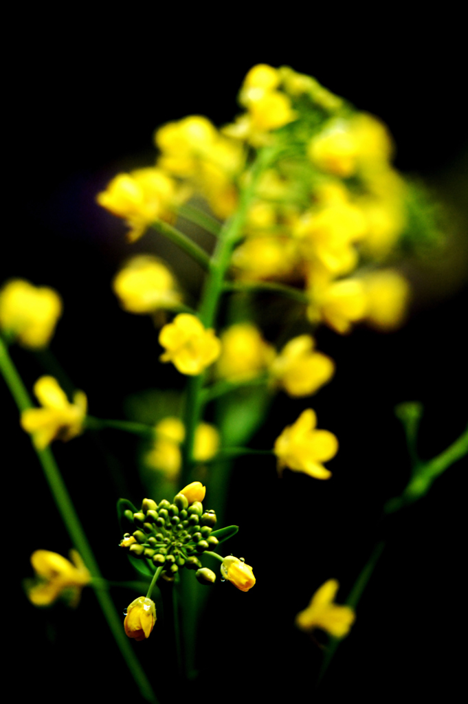 我が家の花　　青梗菜花