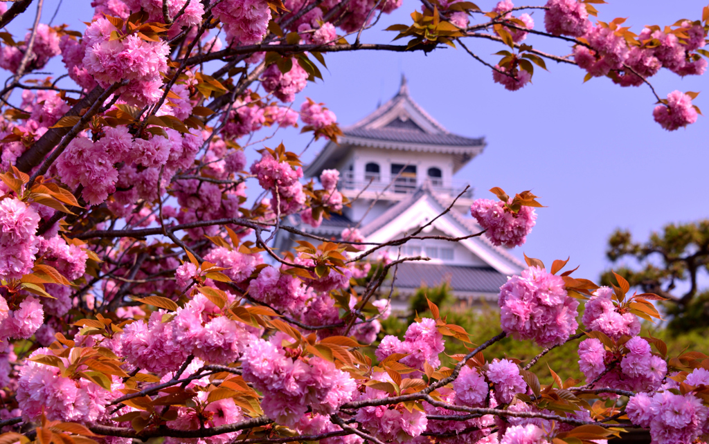 長浜城八重桜