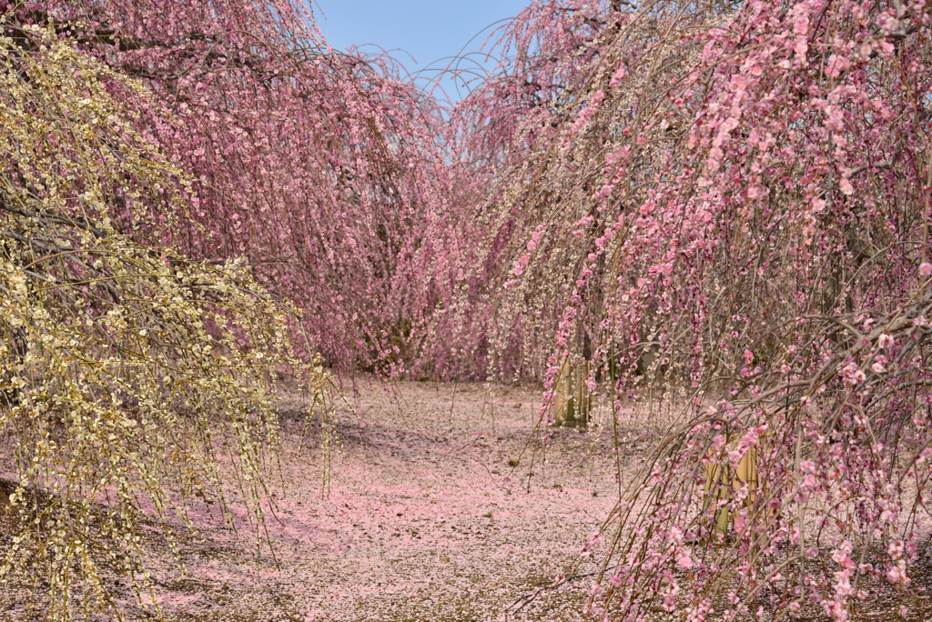 散り行く梅花