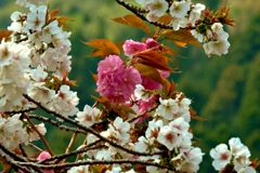 桜の花が繋ぐ