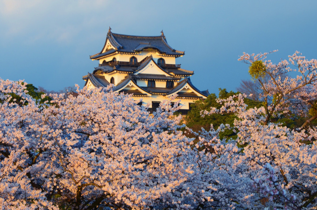彦根城の桜