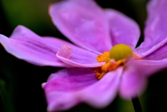 我が家の花　シュウメイギク