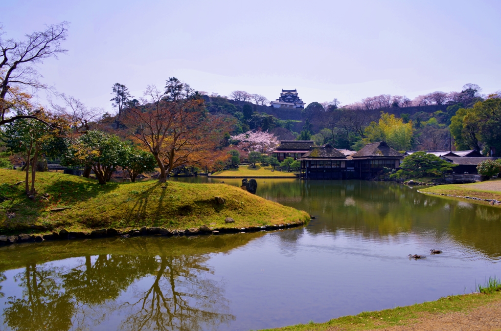 春の彦根城玄宮園