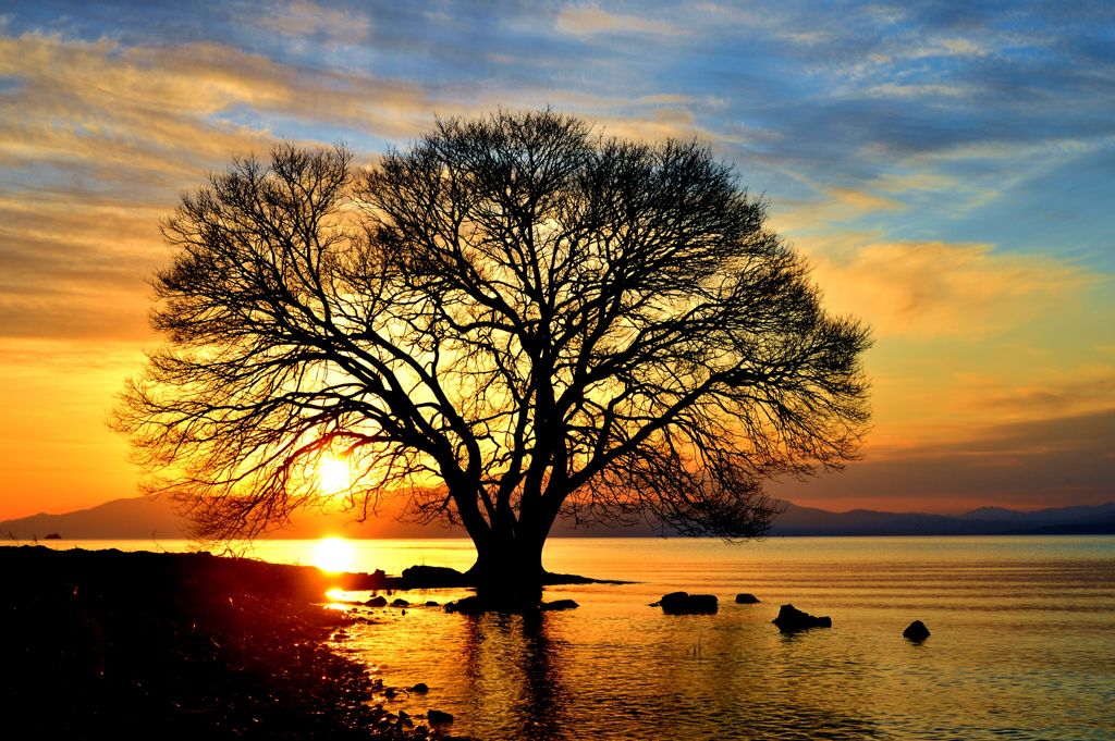 水中木の誘い　夕日