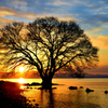 水中木の誘い　夕日