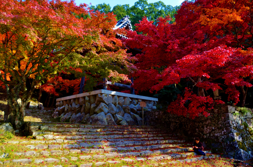 紅葉の想い