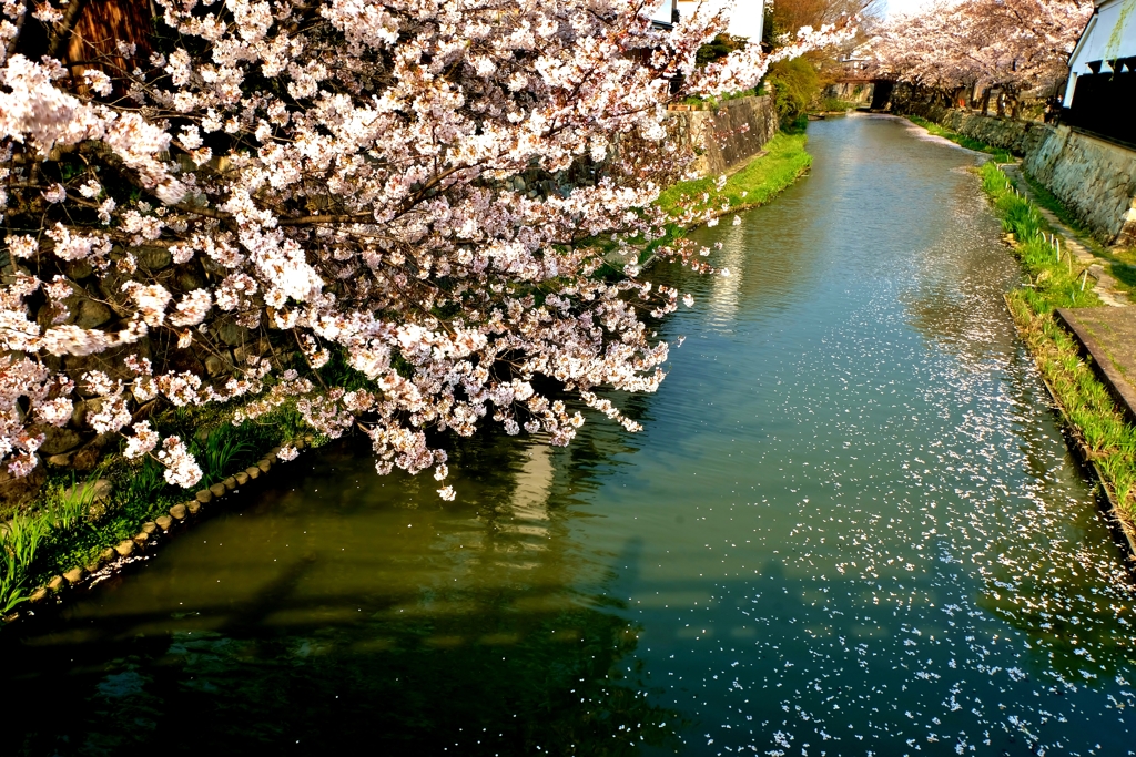 堀花桜