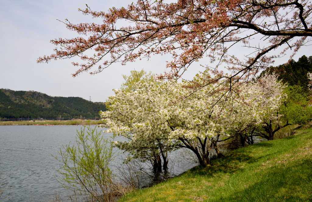 ソメイヨシノは散ったけど山桜があるさ