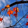 残り紅葉