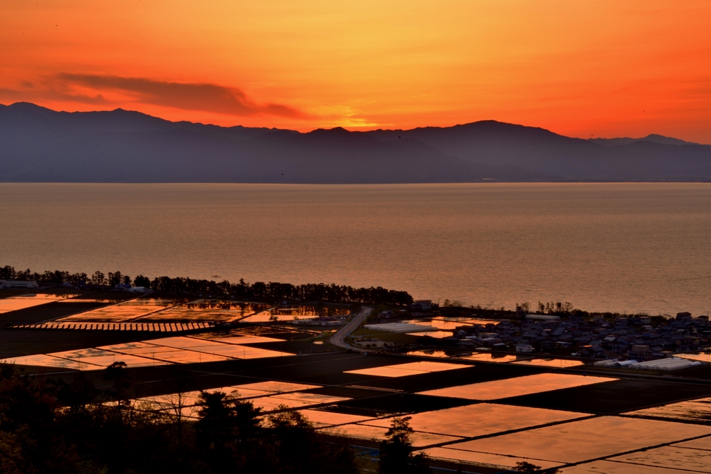 夕照水田
